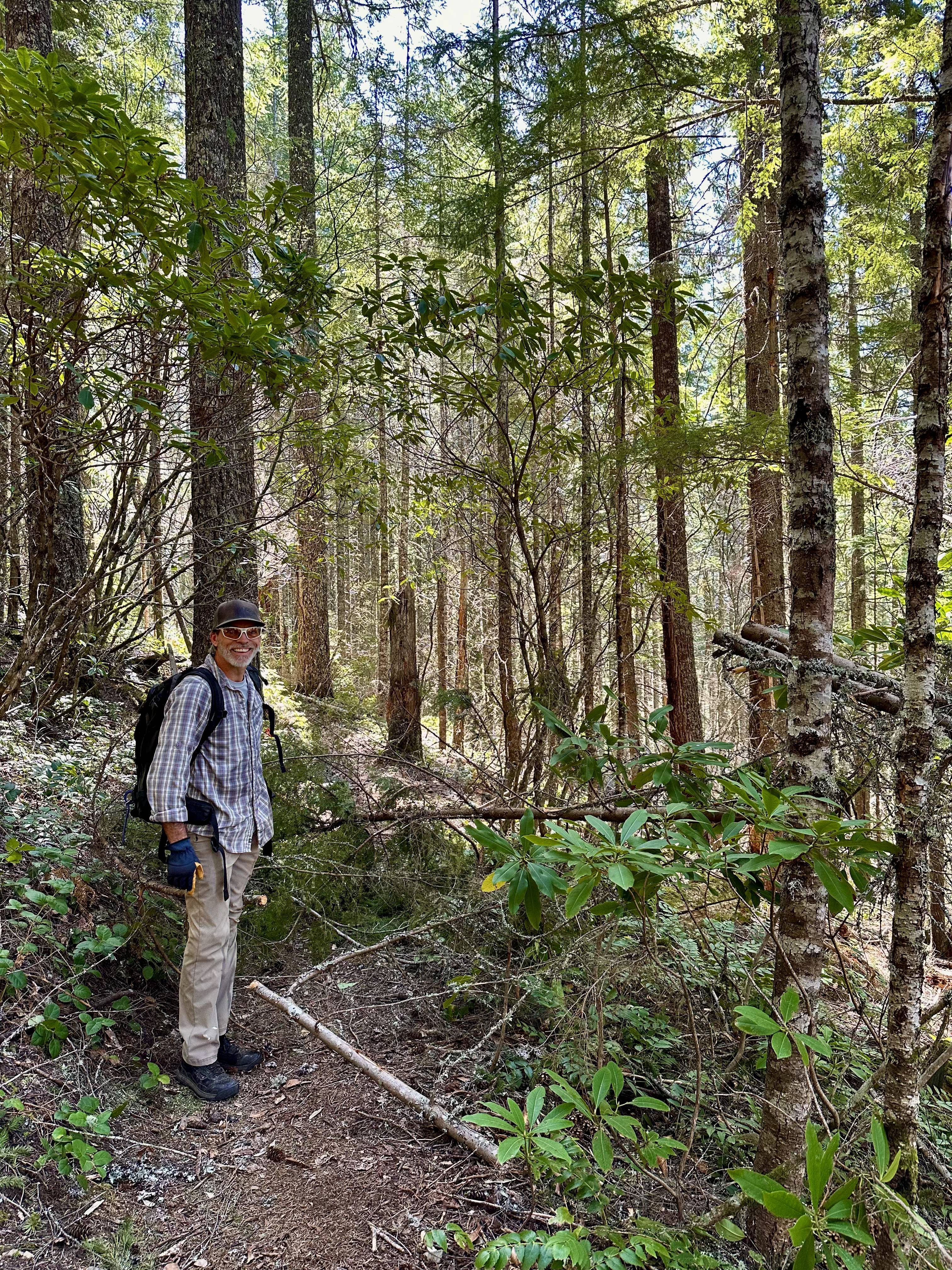 Clearing trees - Pioneer Bridle