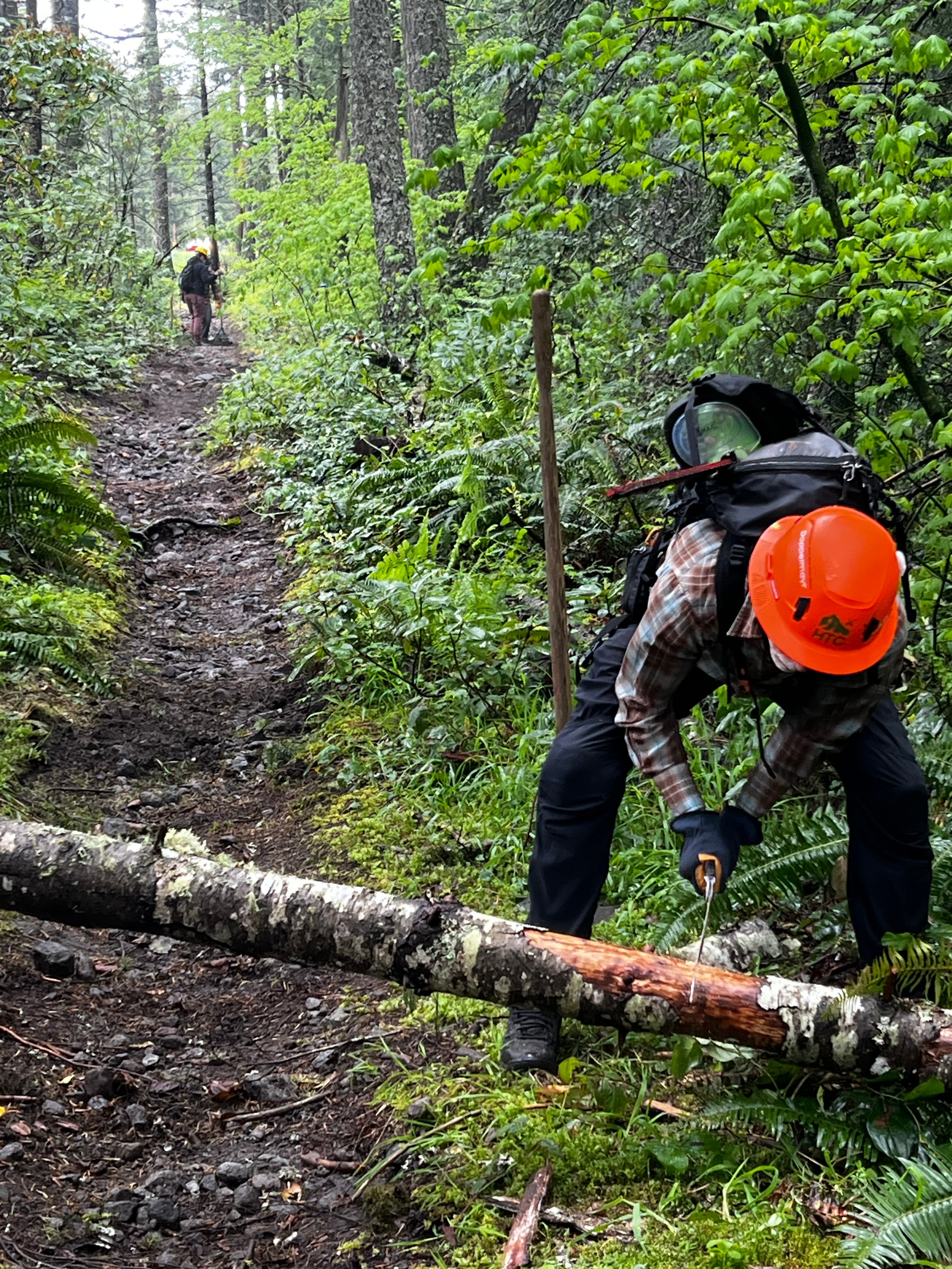 Tree clearing - May 17, 2026