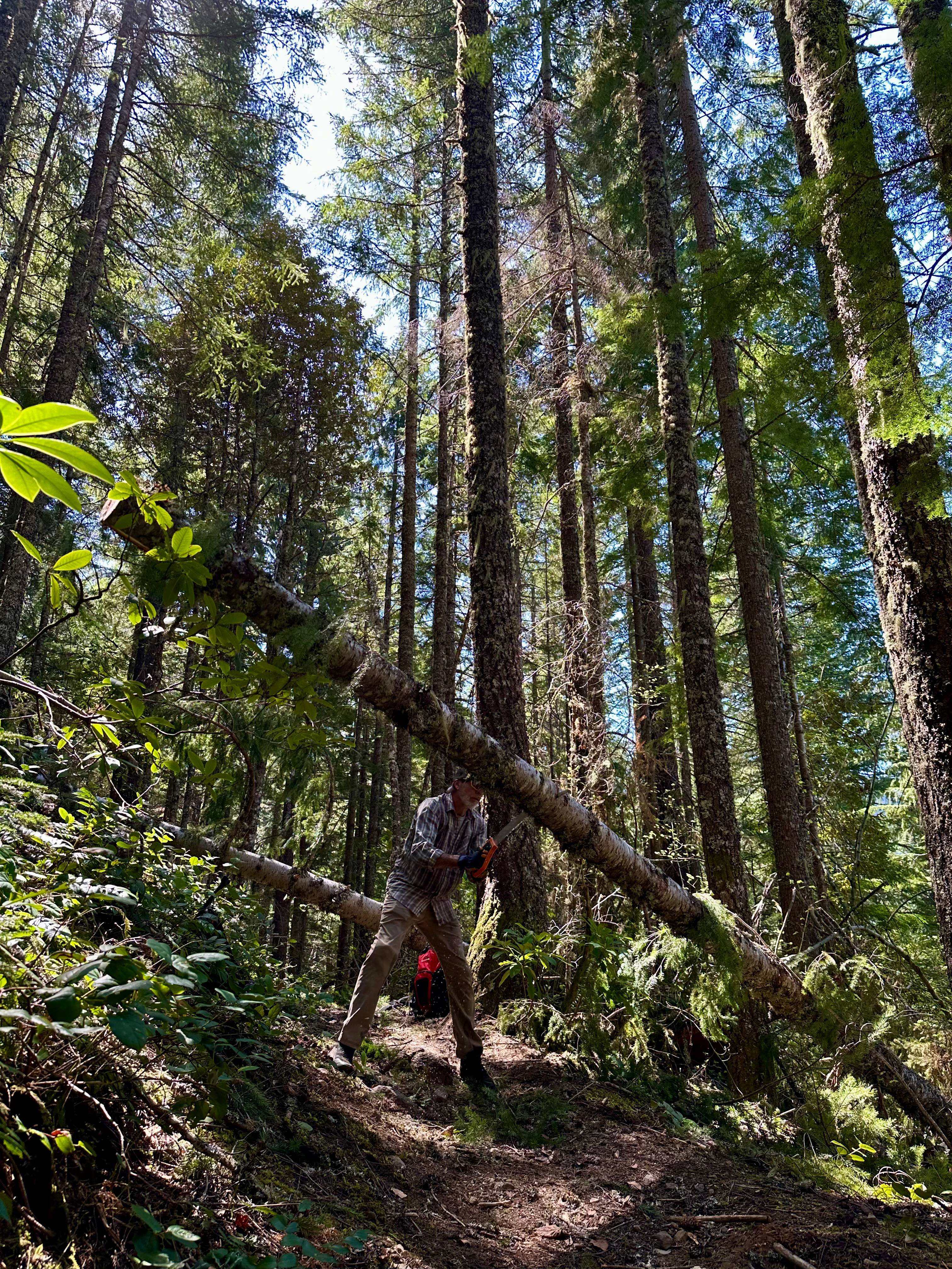Clearing trees - Pioneer Bridle Trail