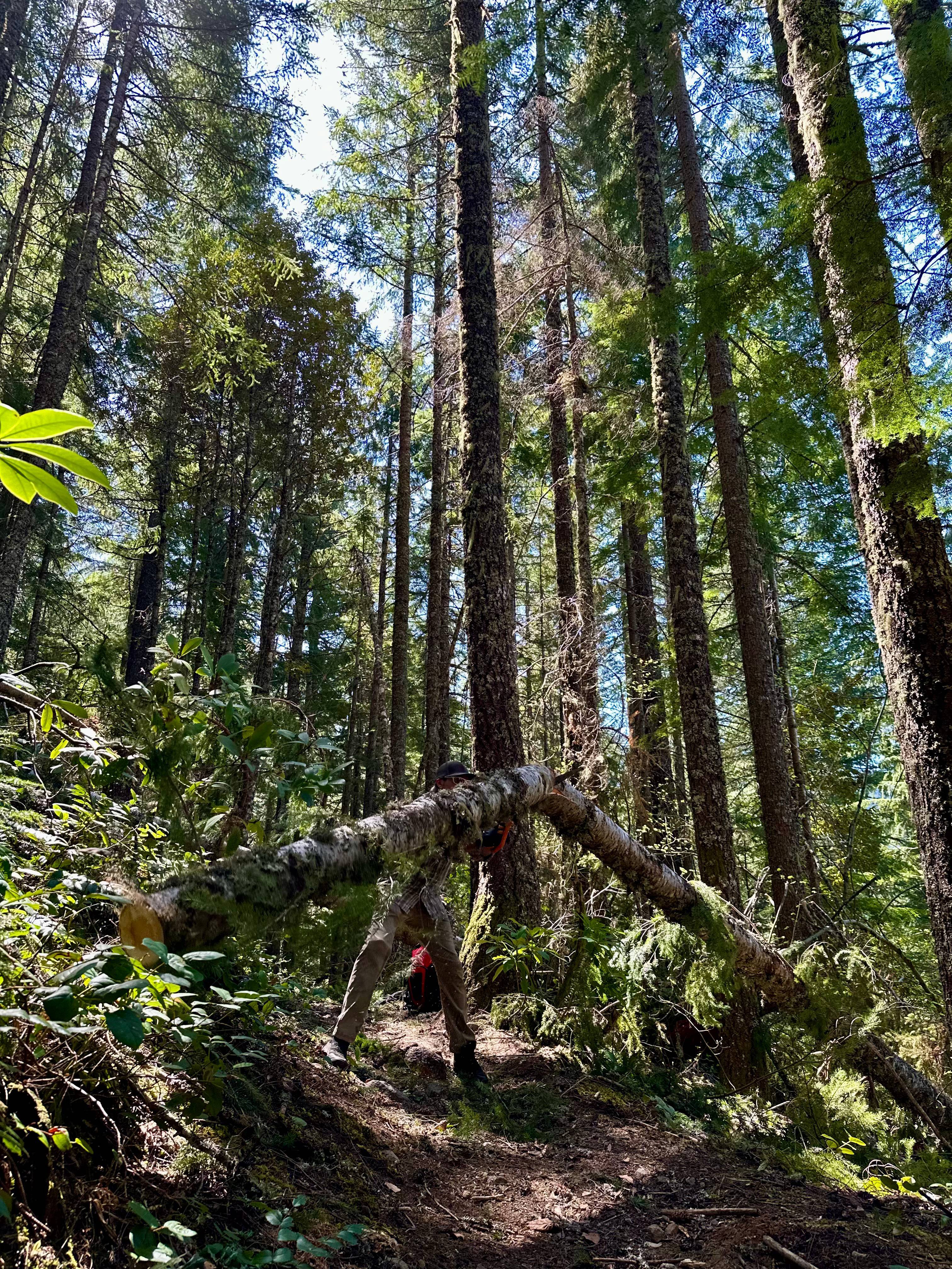 Clearing trees - Pioneer Bridle Trail