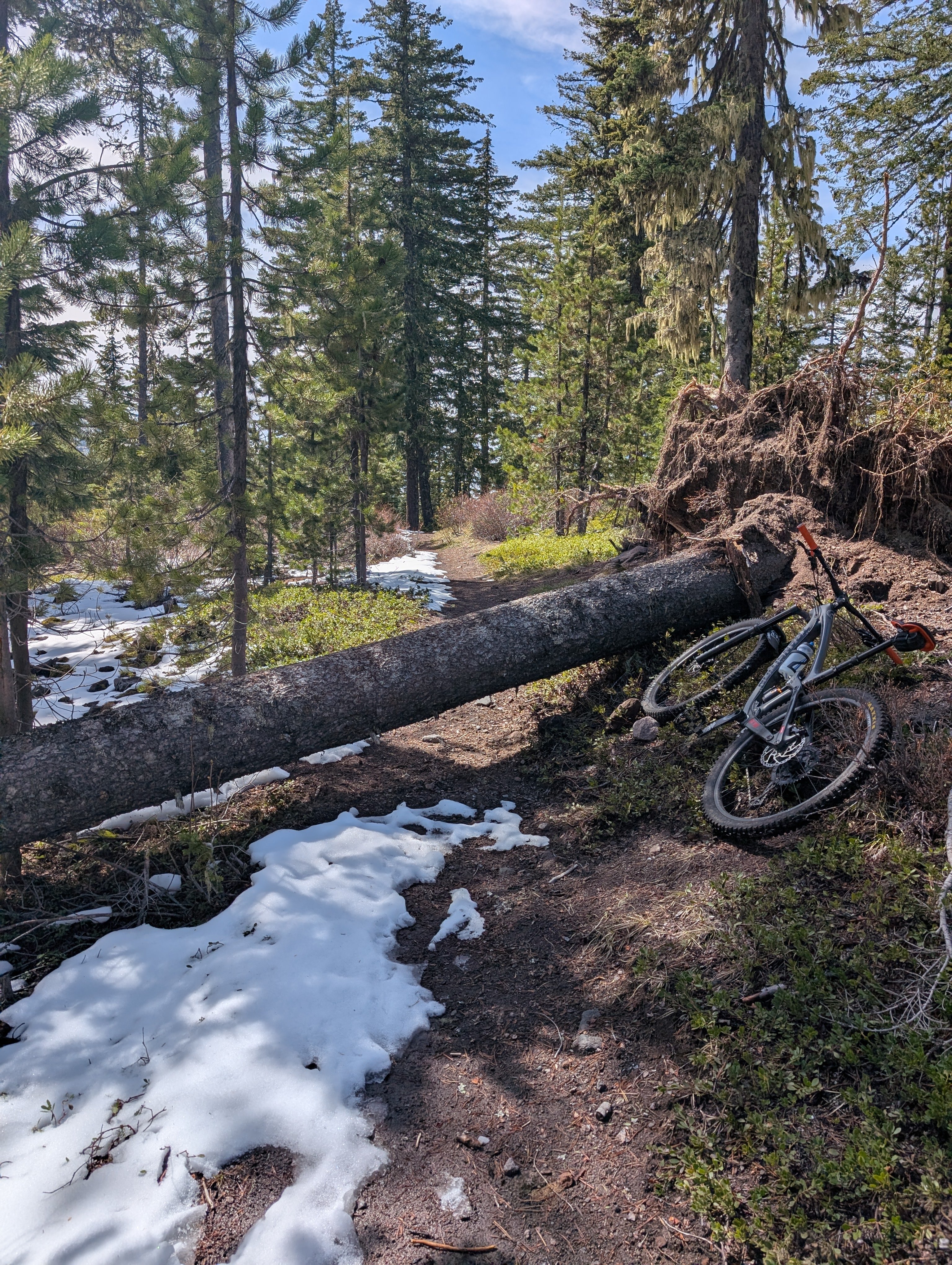 Tree at beginning of Crosstown