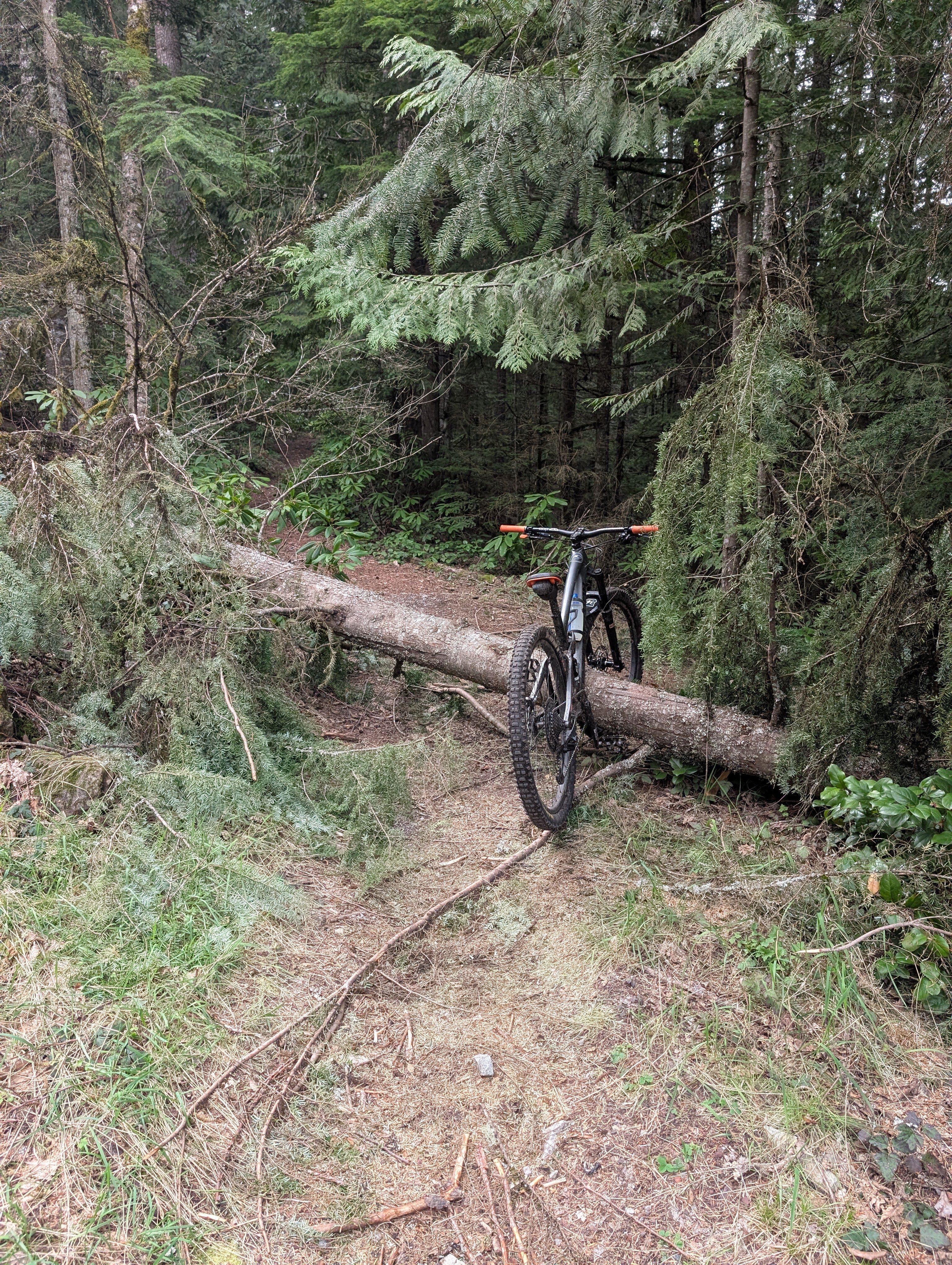 Tree on upper Pioneer Bridle