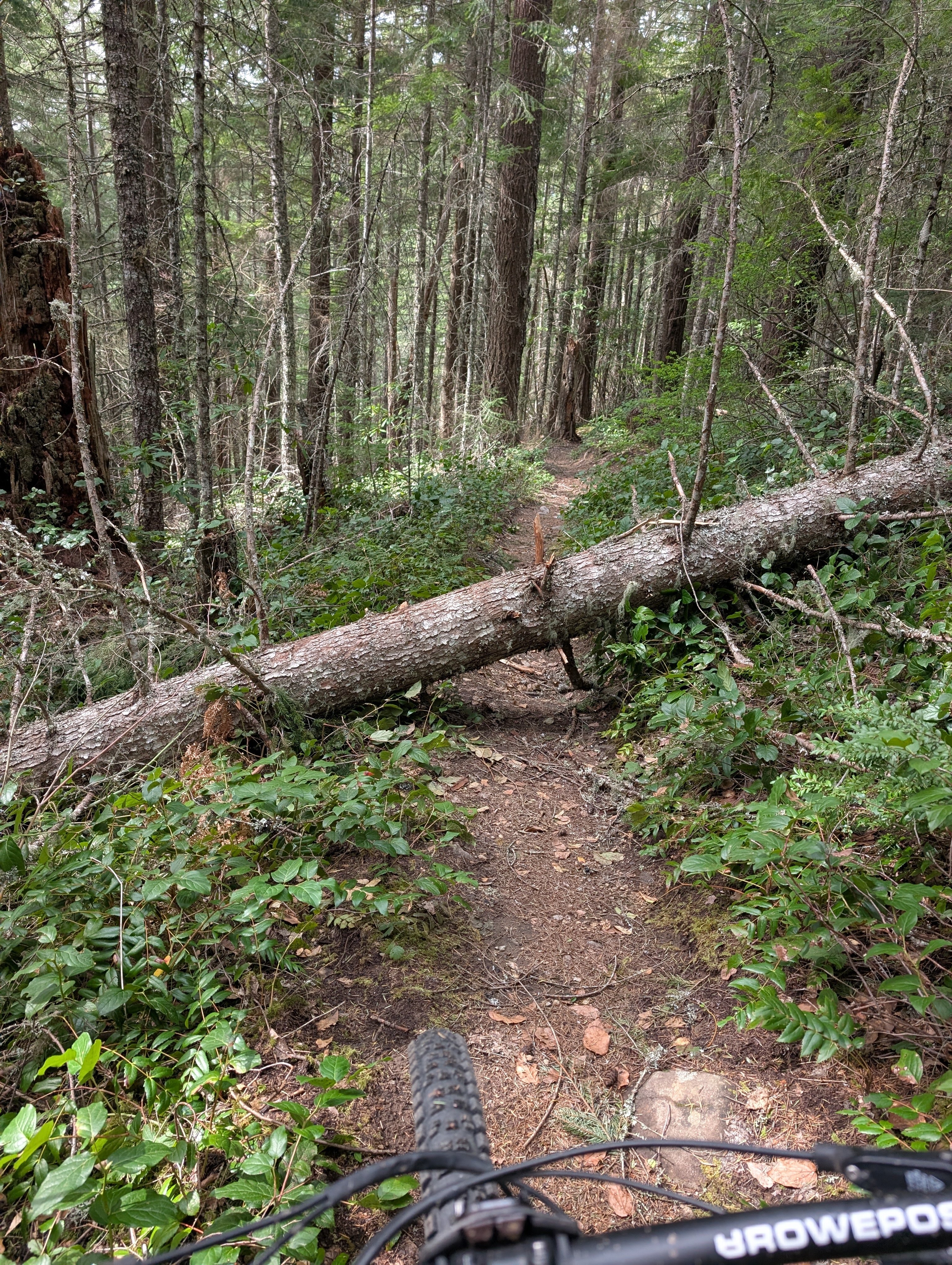 Tree on upper Pioneer Bridle