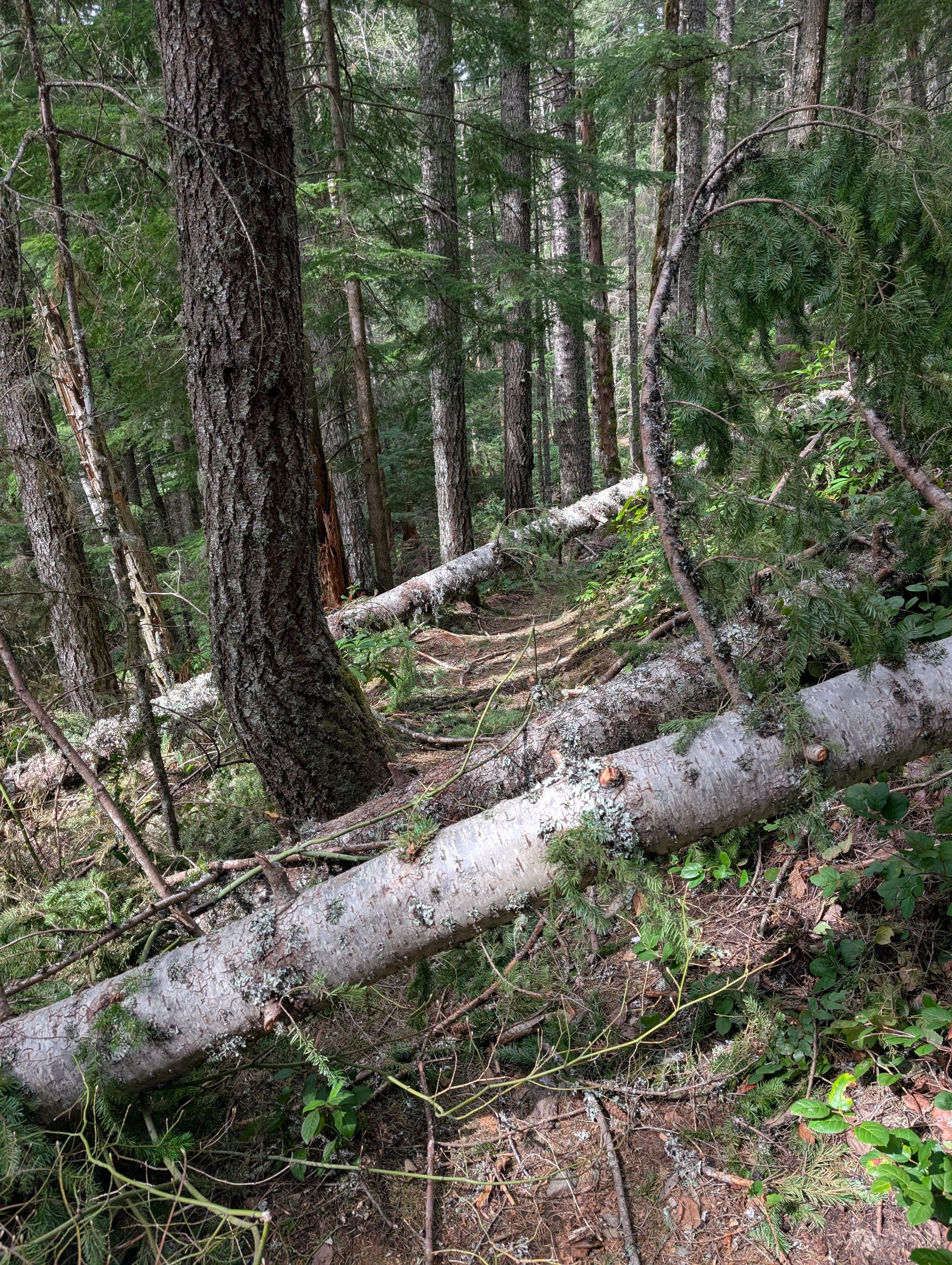 Trees on upper Pioneer Bridle