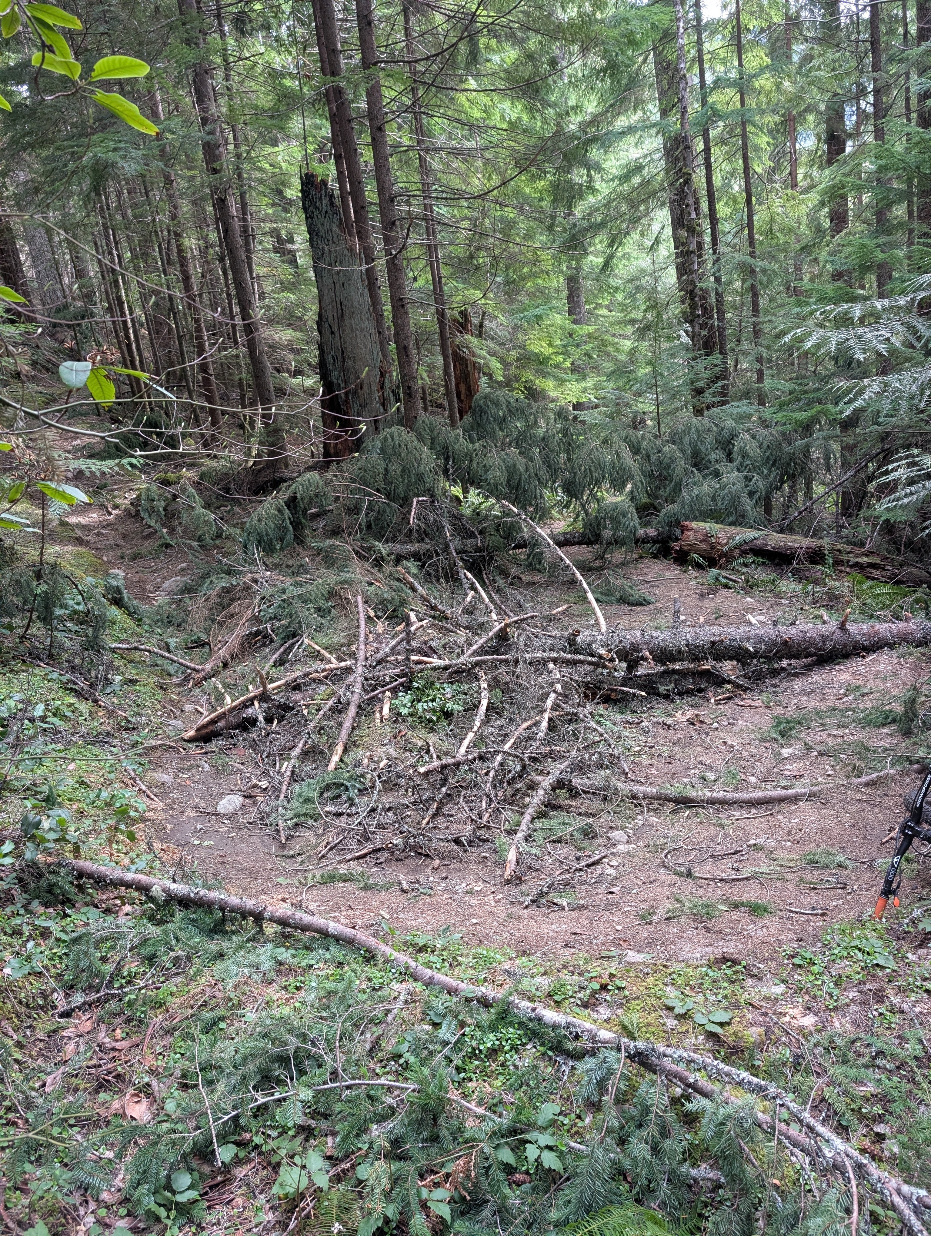 Trees on upper Pioneer Bridle