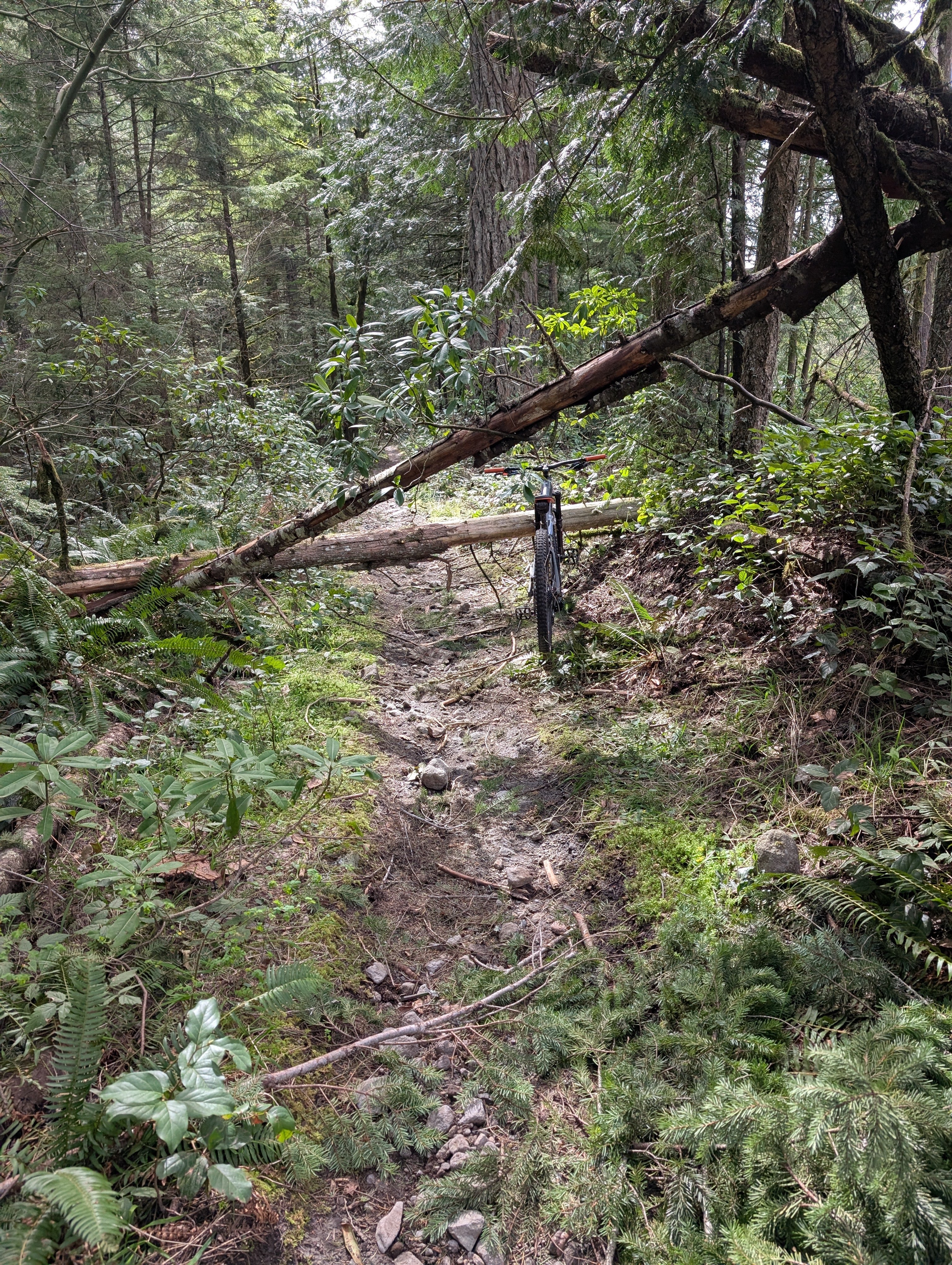 Trees on lower Pioneer Bridle