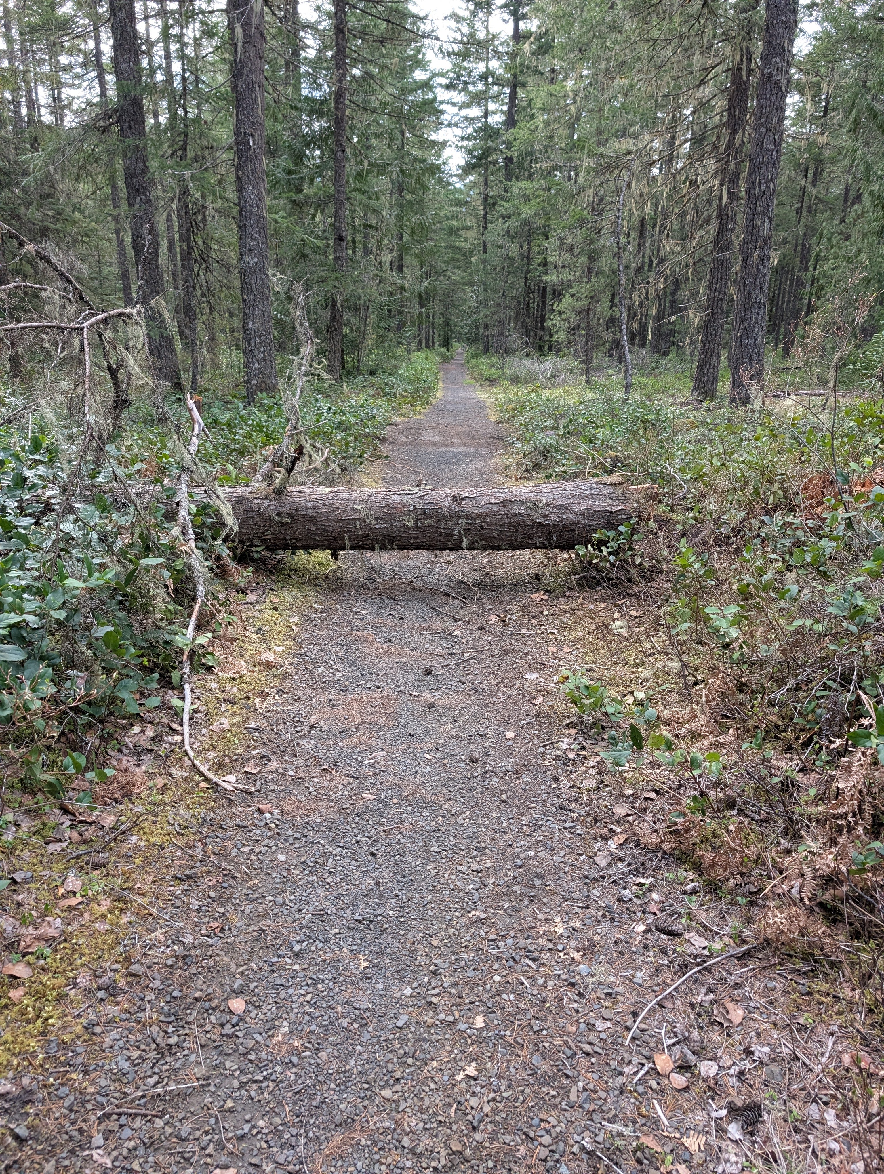 Tree on lower Pioneer Bridle