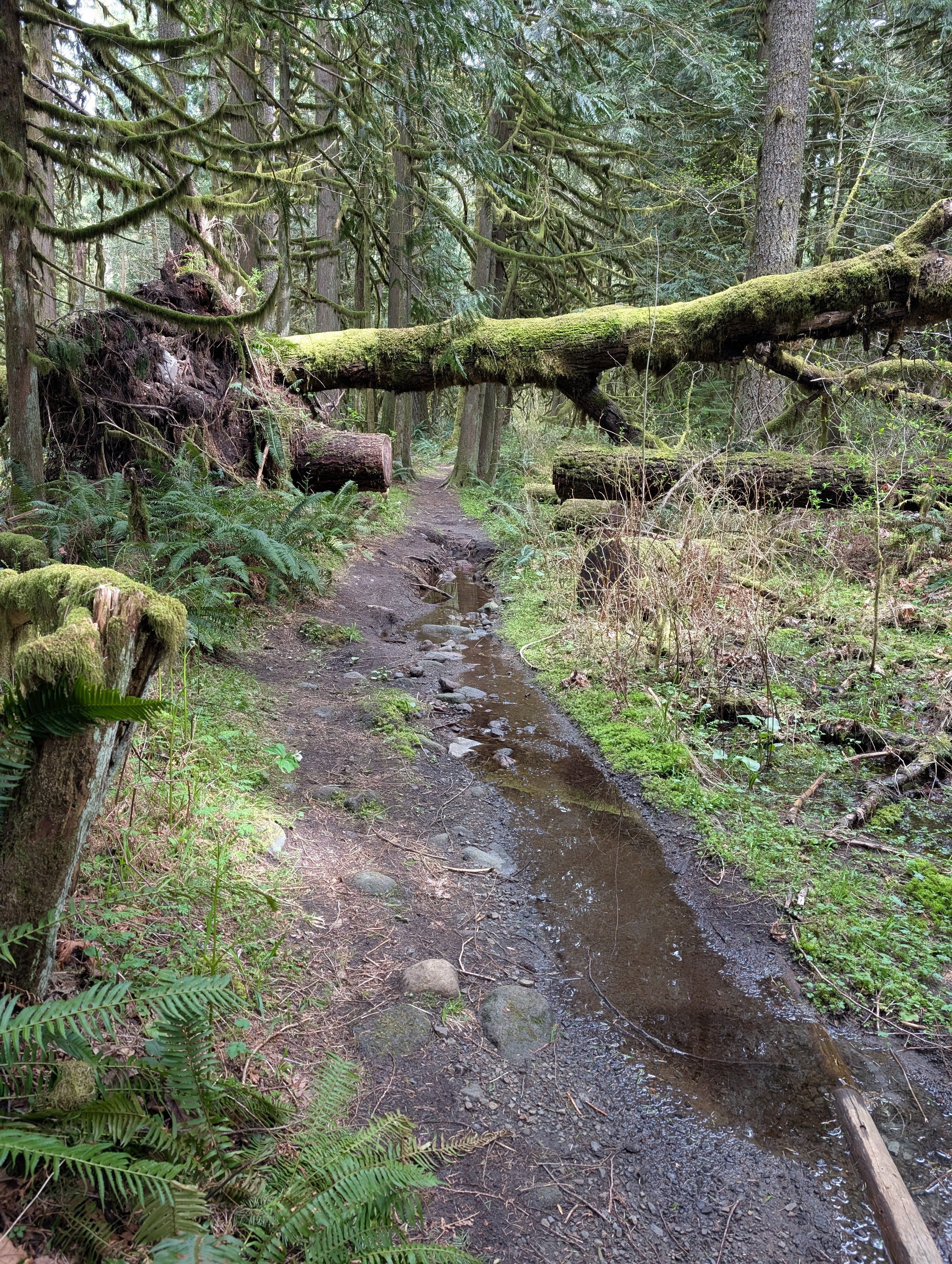 Drainage issue on lower Pioneer Bridle