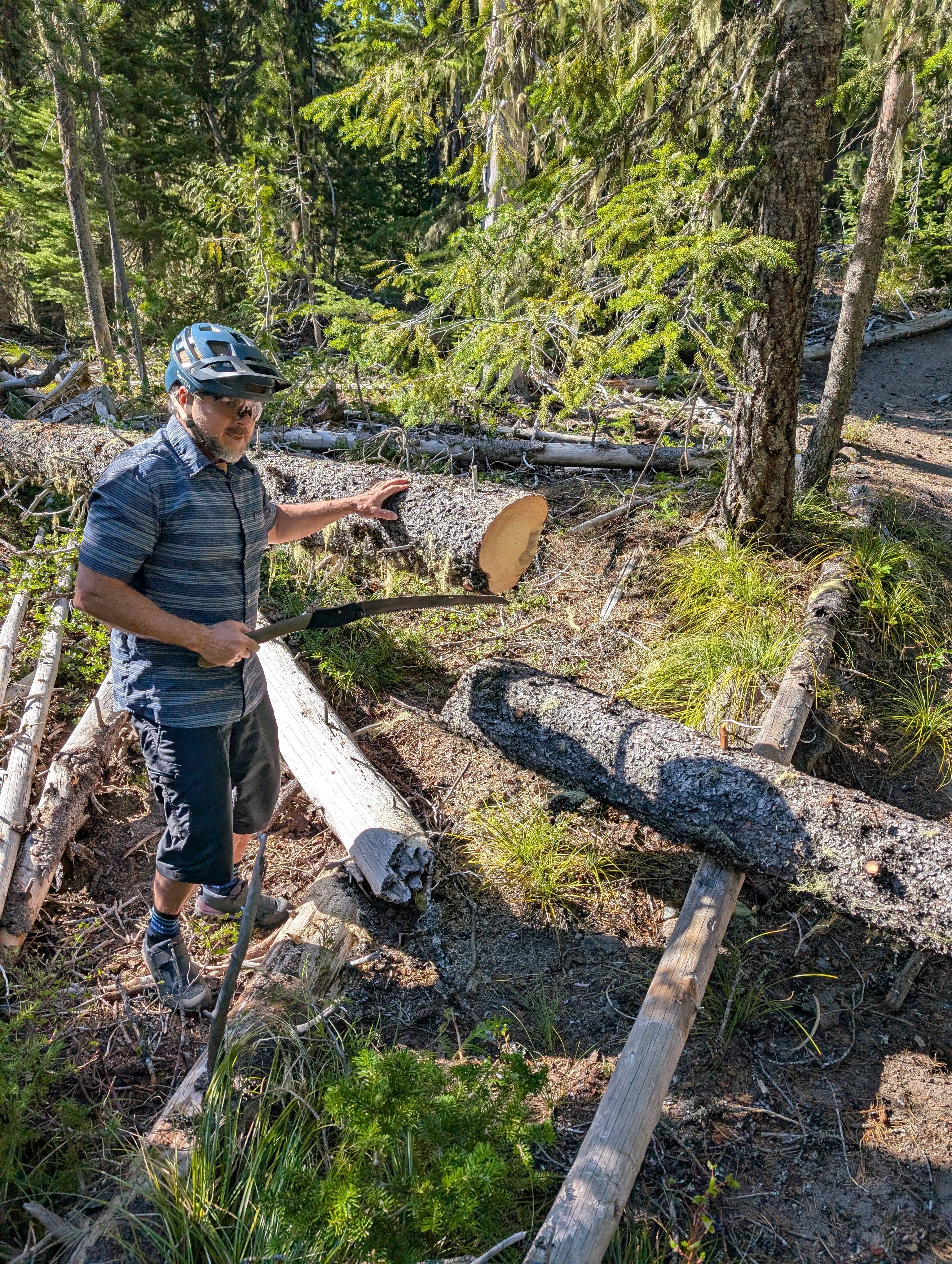 Clearing trees - Pioneer Bridle Trail